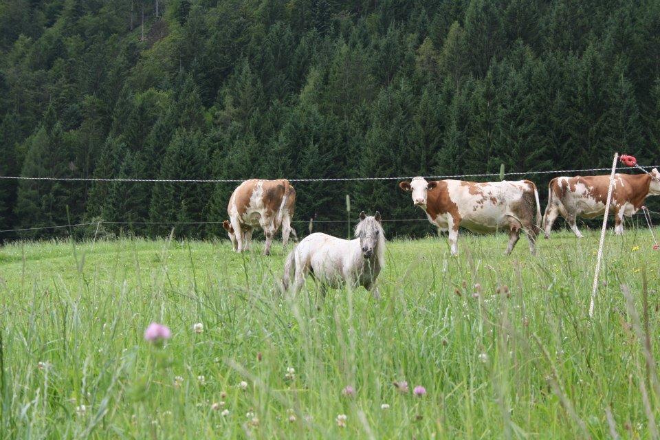 Hefenscherbauer Annaberg im Lammertal Buitenkant foto